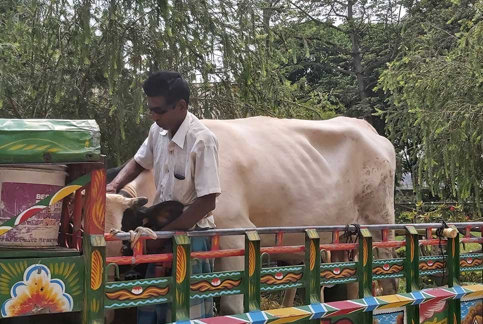 চুরি যাওয়া গরু ফিরে পেয়ে কাঁদলেন খামারি