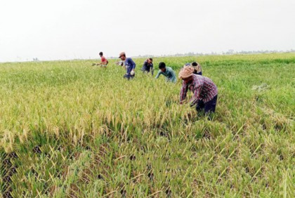 হাওরের ৯০ ভাগ ধান কাটা শেষ

