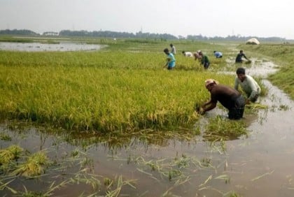 হাওরের ৯০ ভাগ বোরো ধান কাটা শেষ