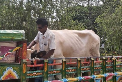 চুরি যাওয়া গরু ফিরে পেয়ে কাঁদলেন খামারি