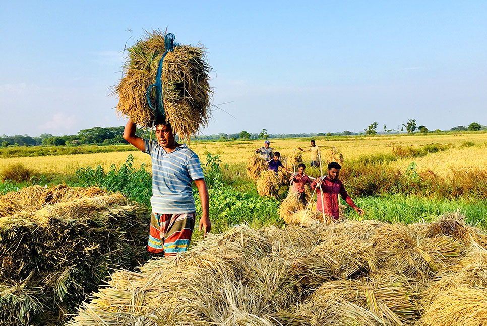 সোনালি ধানে তৃপ্ত বিশ্বনাথের কৃষক