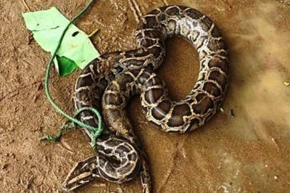 ধান ক্ষেত থেকে অজগর উদ্ধার 