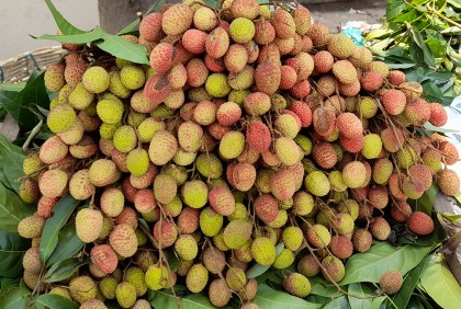 অতি মুনাফার লোভে বাজারে অপরিপক্ব লিচু
