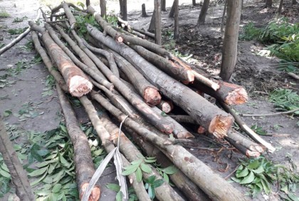 জমি নিয়ে বিরোধে মেহগনি গাছ কেটে ফেলার অভিযোগ