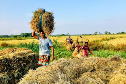 সোনালি ধানে তৃপ্ত বিশ্বনাথের কৃষক