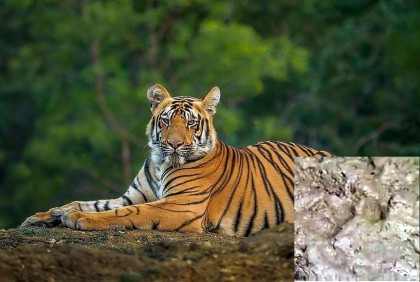 সুন্দরবনের বাঘ লোকালয়ের ১০ কিলোমিটার 
ভিতরে, শরণখোলা উপজেলা জুড়ে আতঙ্ক