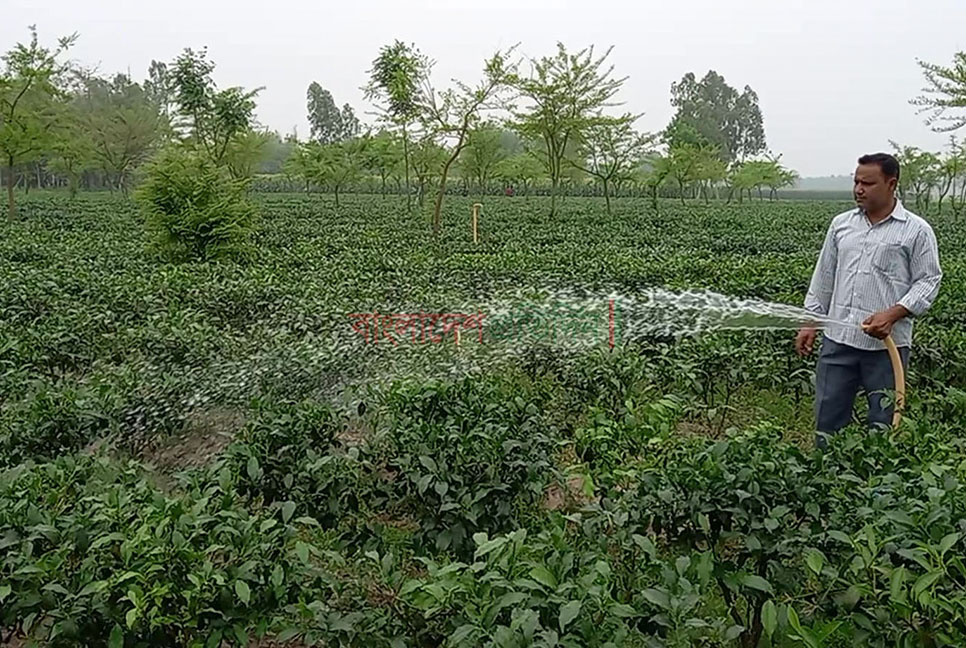 দিনাজপুরে দিন দিন চা চাষ বাড়ছে 