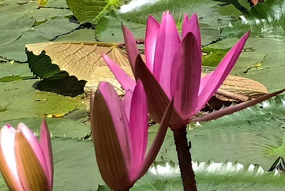  ফুলে ফুলে সেজেছে স্কুল ক্যাম্পাস