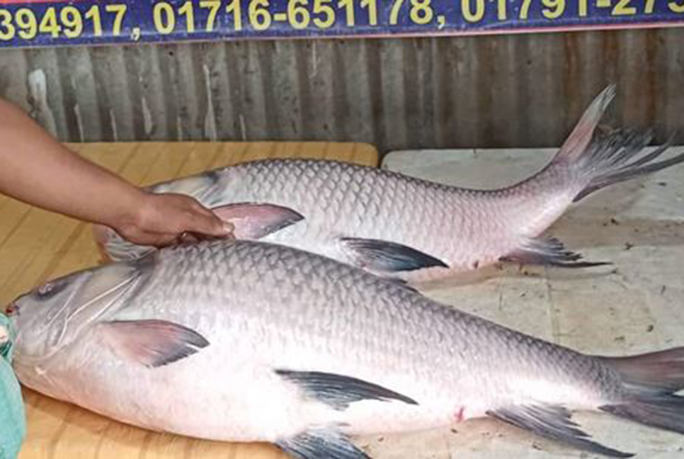পদ্মার দুই কাতল ৩০ হাজারে বিক্রি 