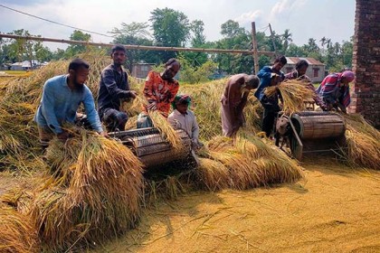 মাঠজুড়ে বোরো ধানের মৌ-মৌ গন্ধ, পুরোদমে চলছে কাটা মাড়াই