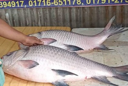 পদ্মার দুই কাতল ৩০ হাজারে বিক্রি 