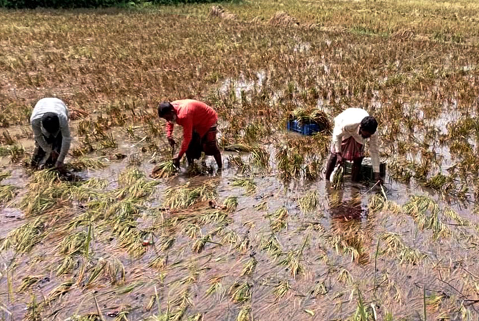 শ্রমিক সঙ্কটে দিশেহারা নওগাঁর কৃষক, ফসল নষ্ট হওয়ার শঙ্কা 