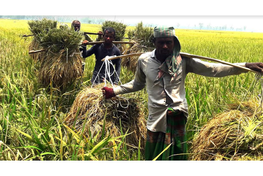 দিনাজপুরে বোরো ধান কাটায় ব্যস্ত কৃষক