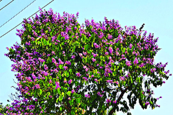 বাতাসে দুলছে জারুল ফুল