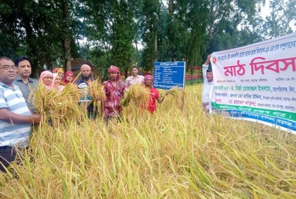 বরিশালে বিনা-২৪ ধানের মাঠ দিবস অনুষ্ঠিত

