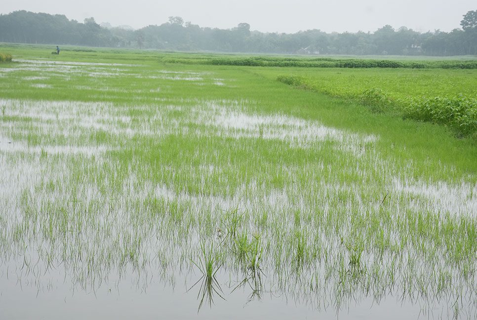 রাজবাড়ীতে টানা বৃষ্টিতে কৃষকের স্বপ্নভঙ্গের শঙ্কা