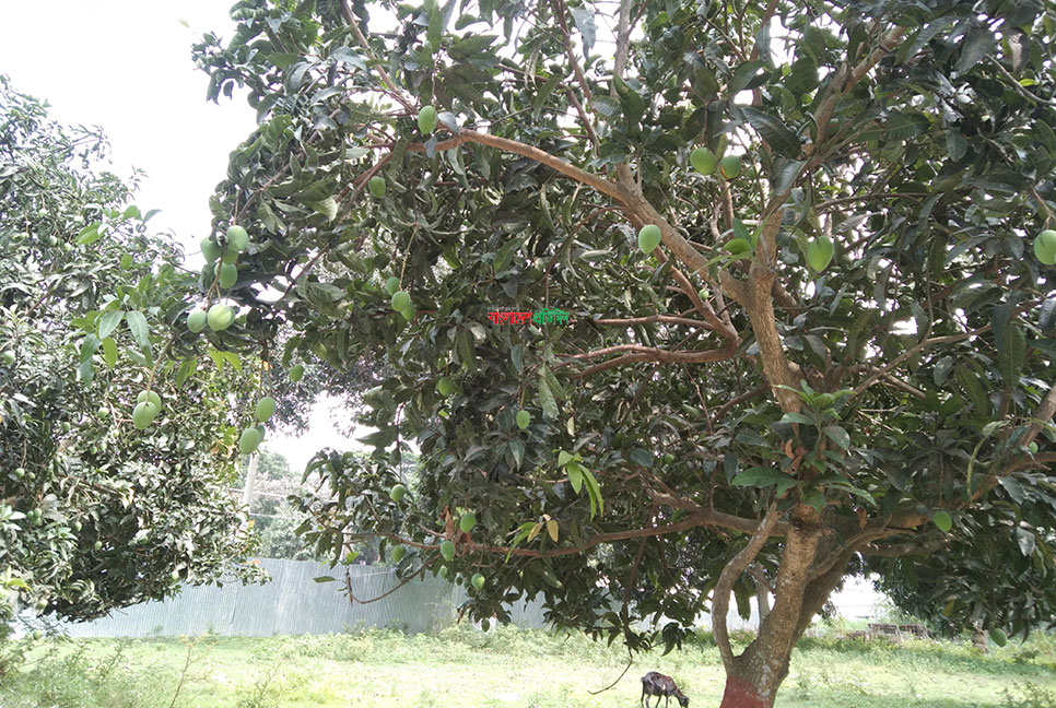 
জুনের তৃতীয় সপ্তাহে পাওয়া যাবে হাড়িভাঙ্গা আম 