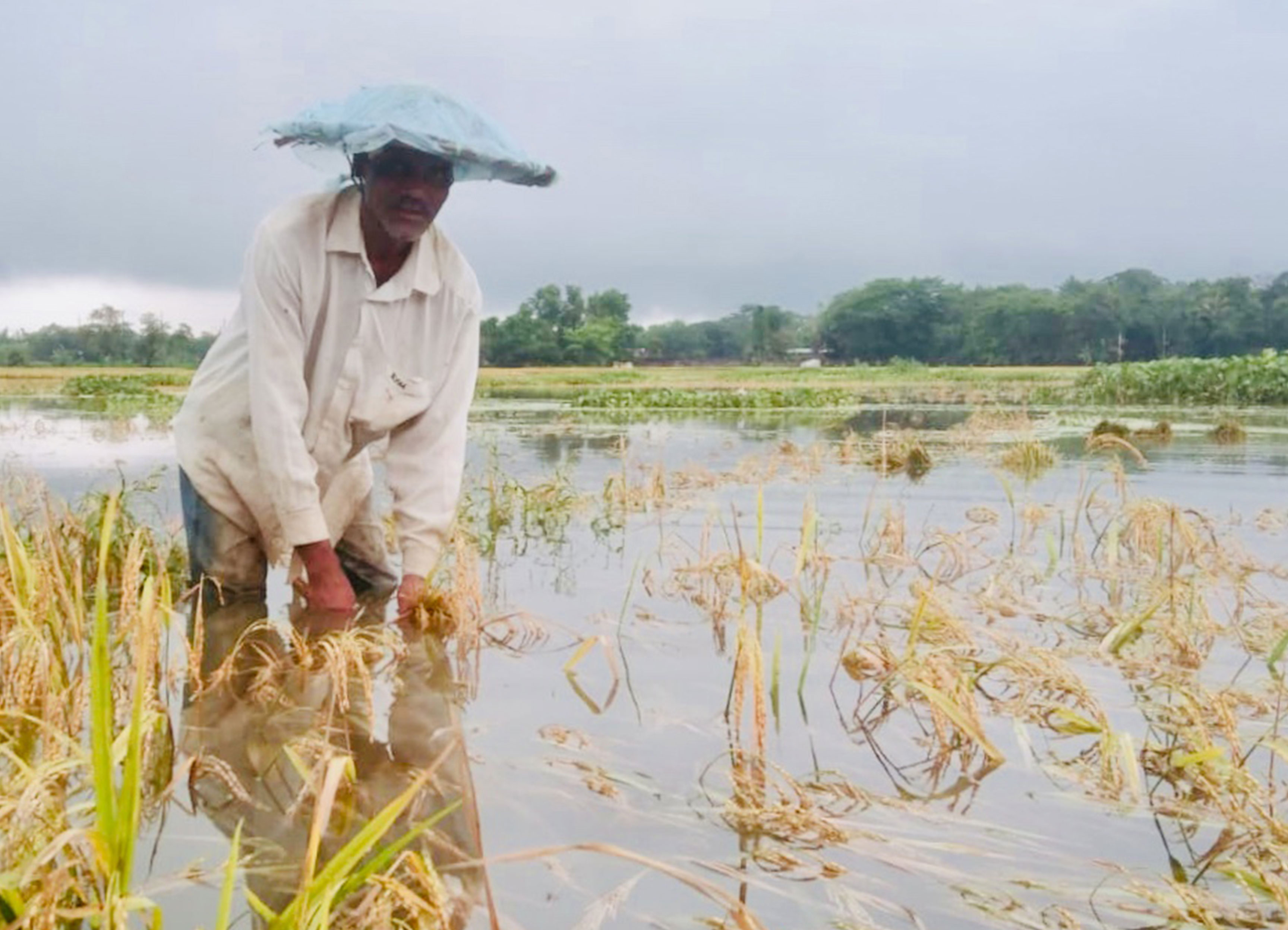 পাকা ধান পানির নীচে, শঙ্কিত কৃষক
