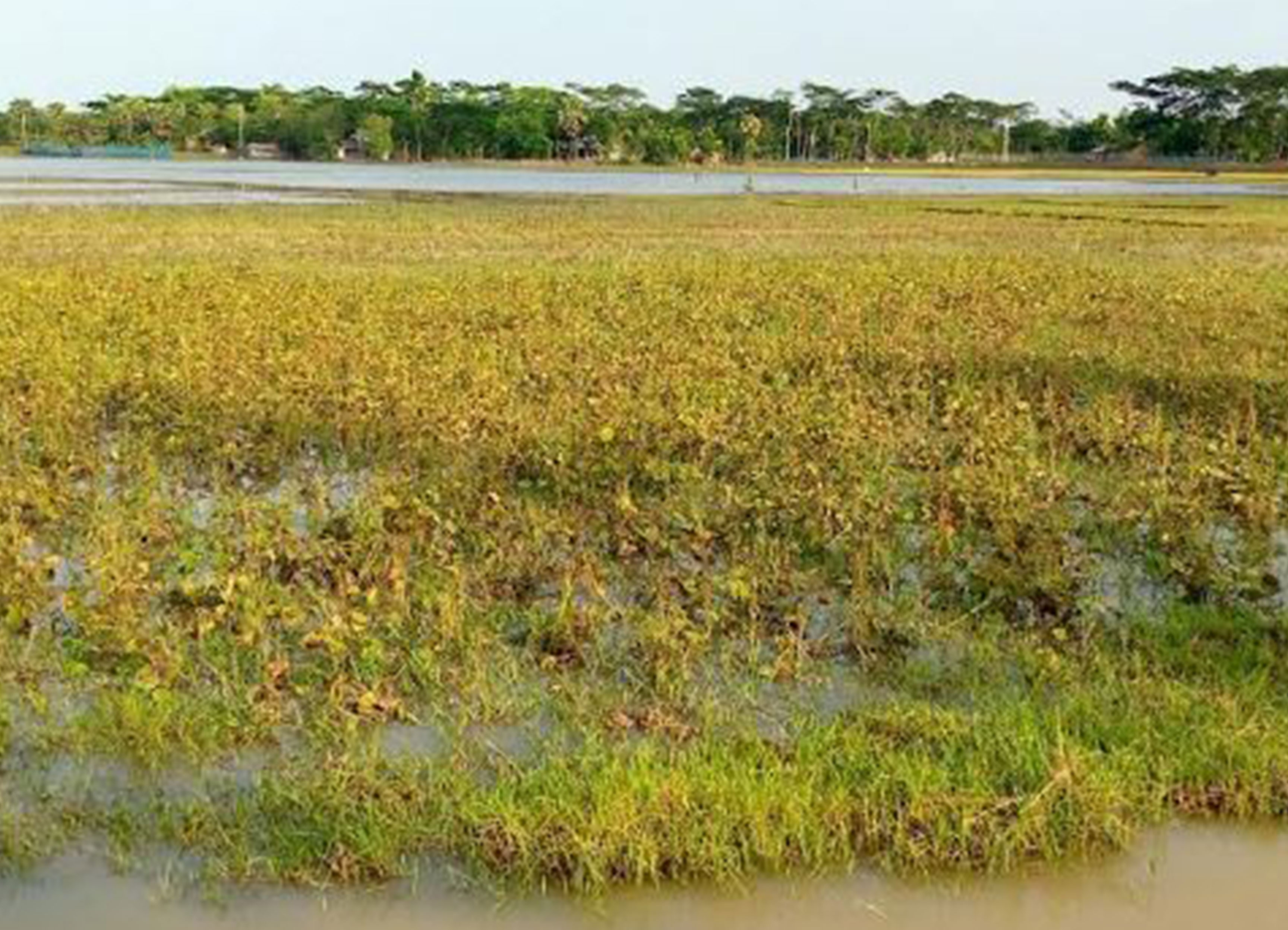 কলাপাড়ায় অশনির প্রভাব, শঙ্কায় কৃষক