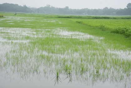রাজবাড়ীতে টানা বৃষ্টিতে কৃষকের স্বপ্নভঙ্গের শঙ্কা