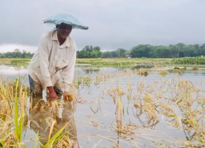 পাকা ধান পানির নীচে, শঙ্কিত কৃষক