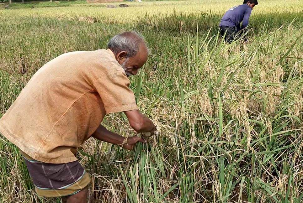 নেত্রকোনায় শ্রমিক সঙ্কটে ধান কাটতে পারছে না কৃষকরা