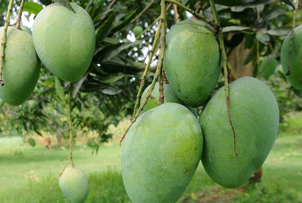 রাজশাহীতে গাছ থেকে আম নামানোর তারিখ নির্ধারণ