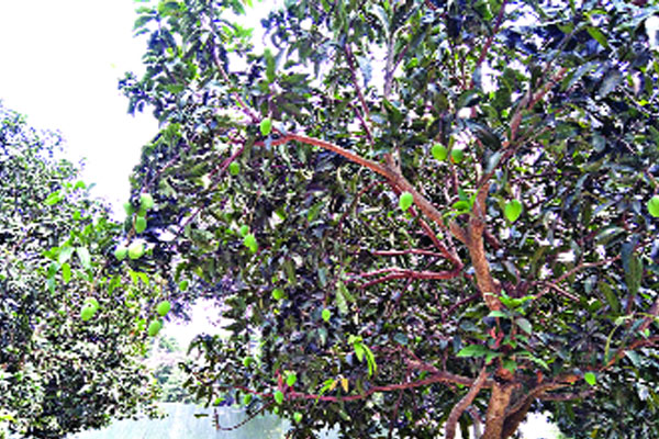জুনের তৃতীয় সপ্তাহে আসবে হাঁড়িভাঙা