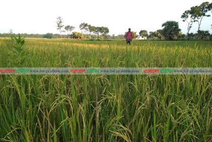 দেশে ফসলের যে ৫ ক্ষতিকর রোগের কার্যকর কীটনাশক নেই

