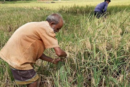 নেত্রকোনায় শ্রমিক সঙ্কটে ধান কাটতে পারছে না কৃষকরা