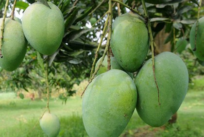 রাজশাহীতে গাছ থেকে আম নামানোর তারিখ নির্ধারণ