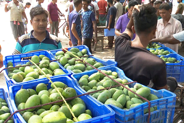বাজারে এলো ফলের রাজা আম