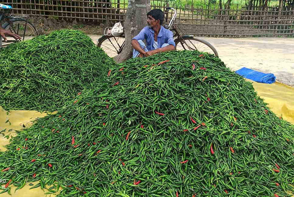 বাড়ির পাশেই মরিচের আড়ত, খুশি কৃষকরা