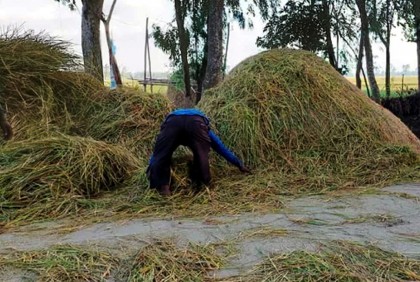সড়কে শুকানো হচ্ছে ধান-খড়, চলাচলে দুর্ভোগ