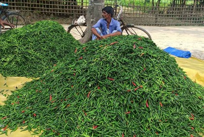 বাড়ির পাশেই মরিচের আড়ত, খুশি কৃষকরা