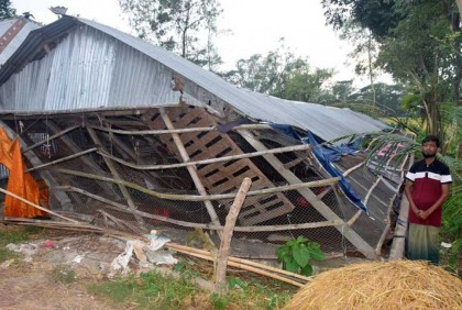 ধুনটে ঝড়ে পুঁজি হারিয়ে নিঃস্ব খামারি