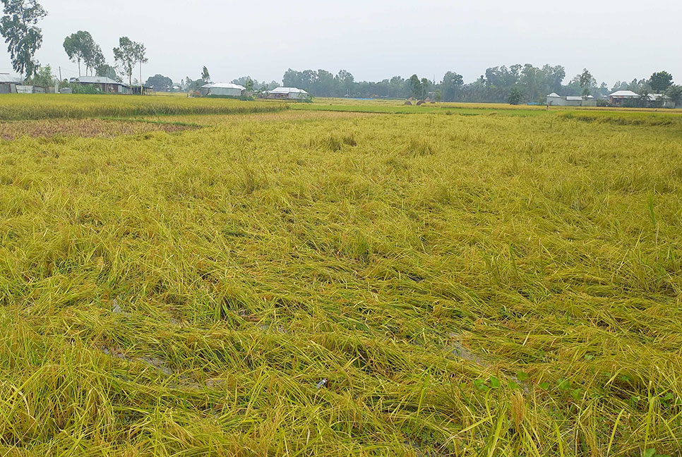 
শ্রমিক সঙ্কট এবং বৃষ্টির কারণে বিপাকে ধান চাষিরা 