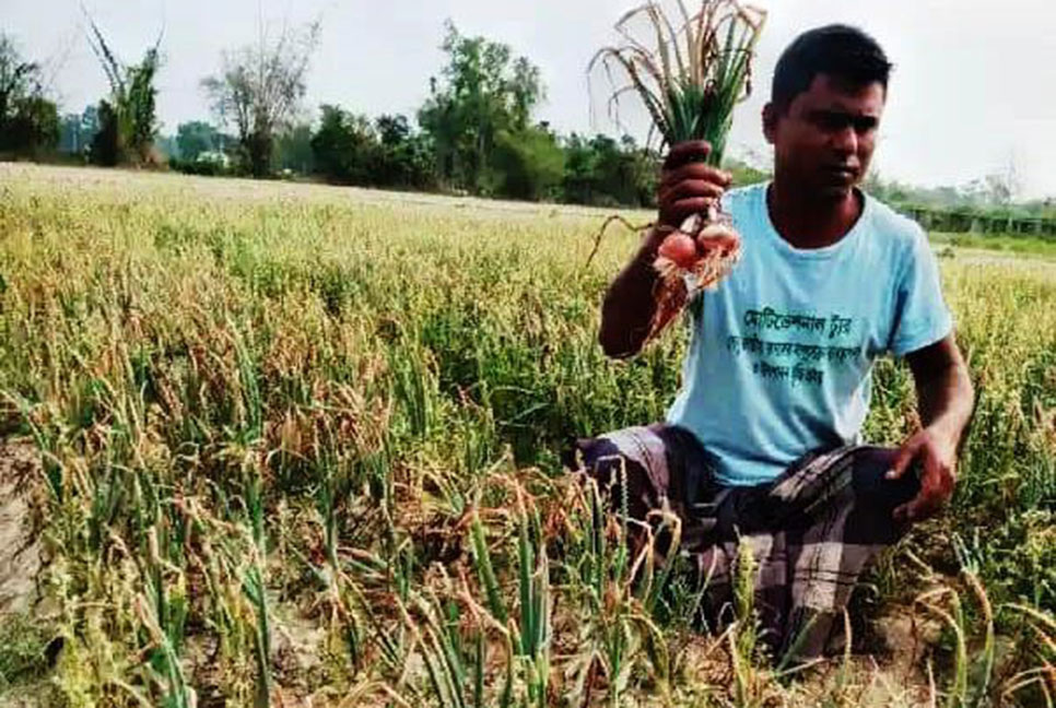 শ্রীমঙ্গলে বাণিজ্যিকভাবে চাষ হচ্ছে পিয়াজ 