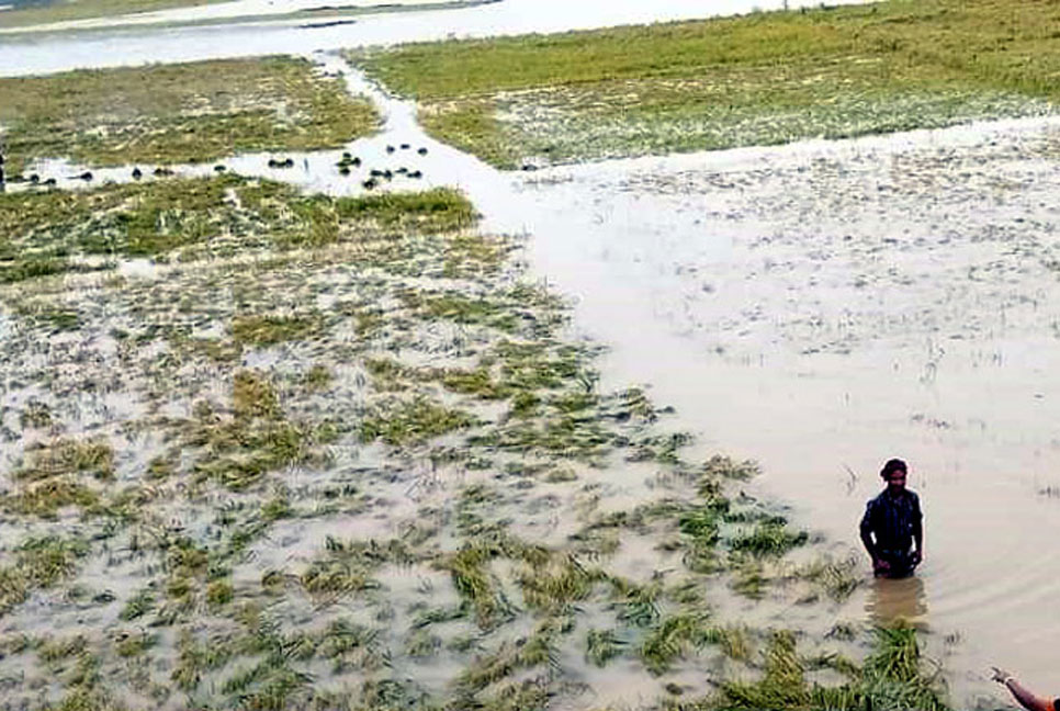 বিরলে ভারি বর্ষণে পানির নিচে বোরো ধান