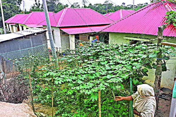 লাল আশ্রয়ণে সবুজ উৎসব