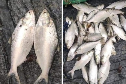 হাতিয়ার নিঝুমদ্বীপে পুকুরে মিললো ৩৫ ইলিশ