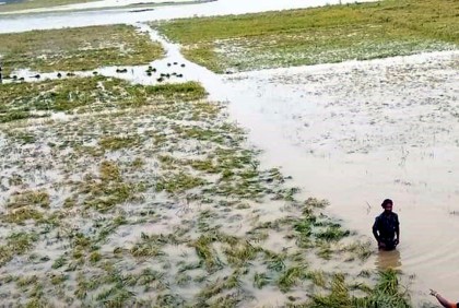 বিরলে ভারি বর্ষণে পানির নিচে বোরো ধান