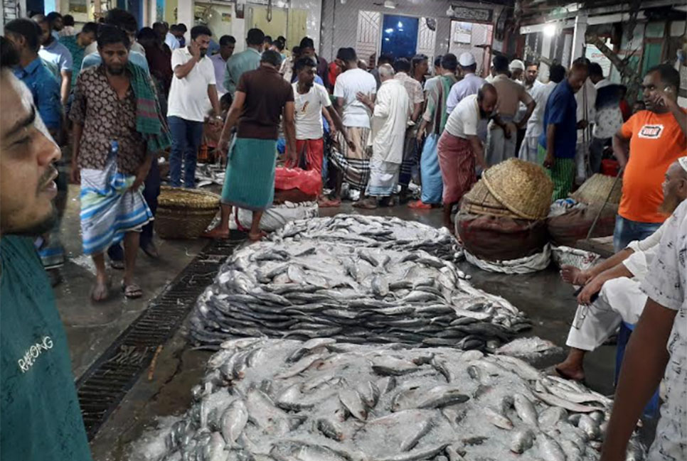 
চাঁদপুর পাইকারি বাজারে বেড়েছে ইলিশের সরবরাহ