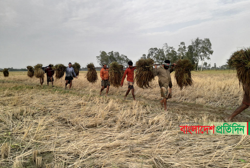 বোরো ধানে একর প্রতি কৃষকের লোকসান ২০ হাজার টাকা!