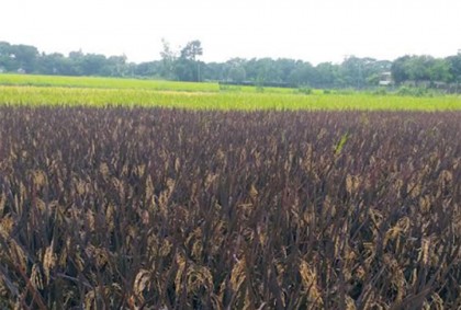 
মানিকগঞ্জে কালো ধান চাষে আগ্রহী হচ্ছে কৃষক 

