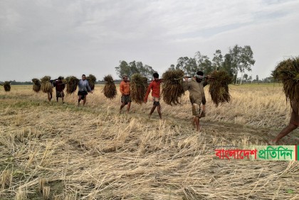বোরো ধানে একর প্রতি কৃষকের লোকসান ২০ হাজার টাকা!