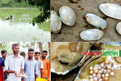 পুকুরে মুক্তা চাষে সাফল্যের স্বপ্ন কবিরের