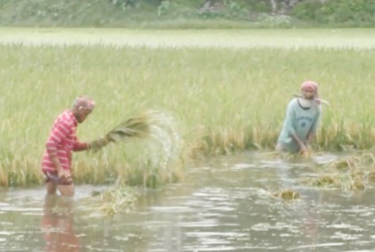 কুড়িগ্রামে বৃষ্টিতে ধান নষ্টের আশঙ্কা