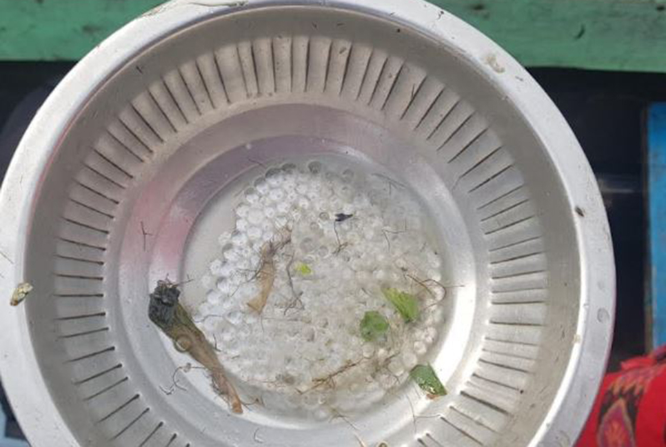 হালদা নদীতে নমুনা ডিম ছেড়েছে মা মাছ