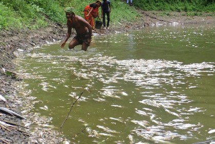 প্রতিবেশীর পুকুরে বিষ দিয়ে দুই লাখ টাকার মাছ নিধনের অভিযোগ